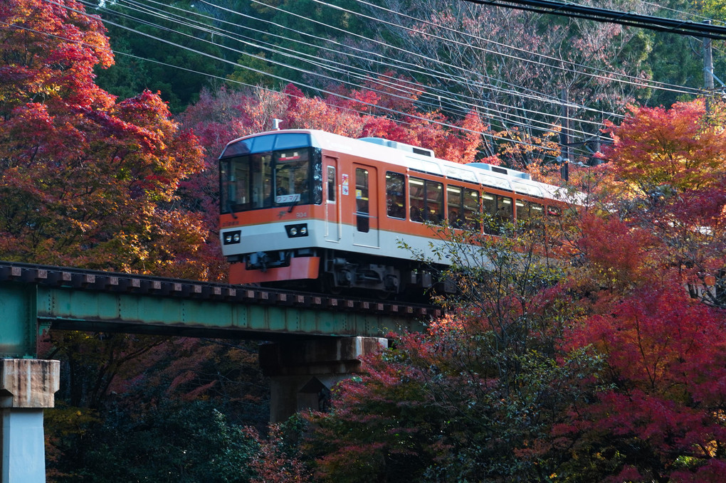 紅葉飛ぶ　車窓まぶしき　比叡山
