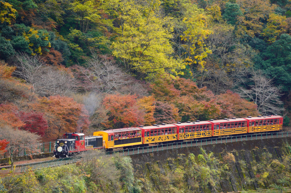 晩秋の保津峡トロッコ