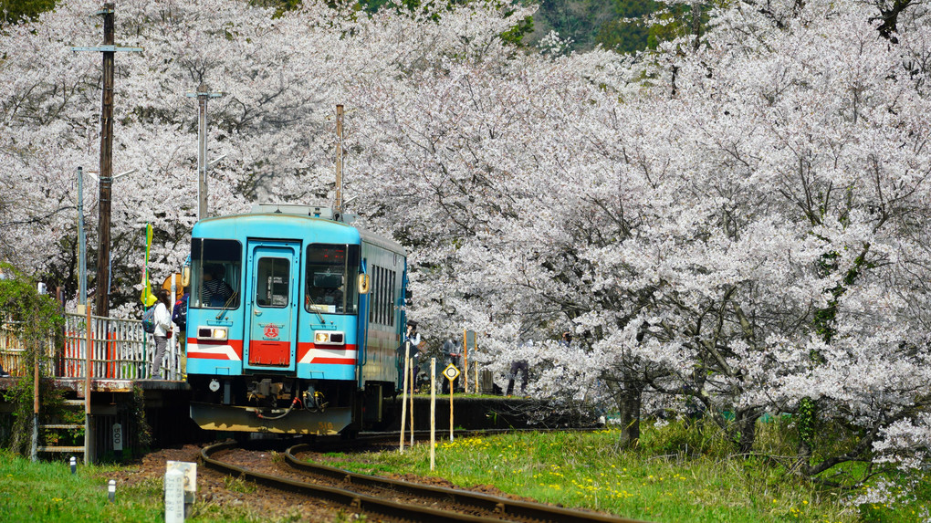降りた駅は桜の中にありました　樽見鉄道