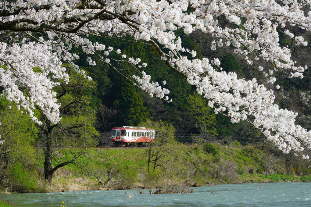 降りた駅は桜の中にありました　樽見鉄道