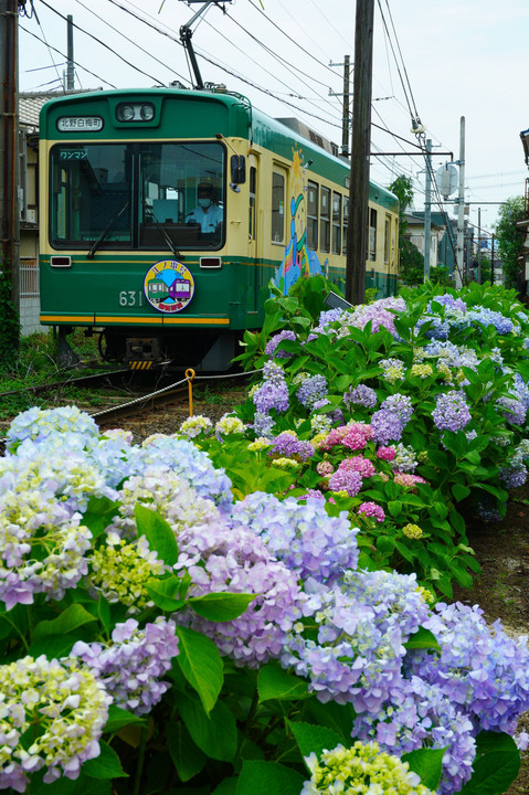 京都の江ノ電号と紫陽花