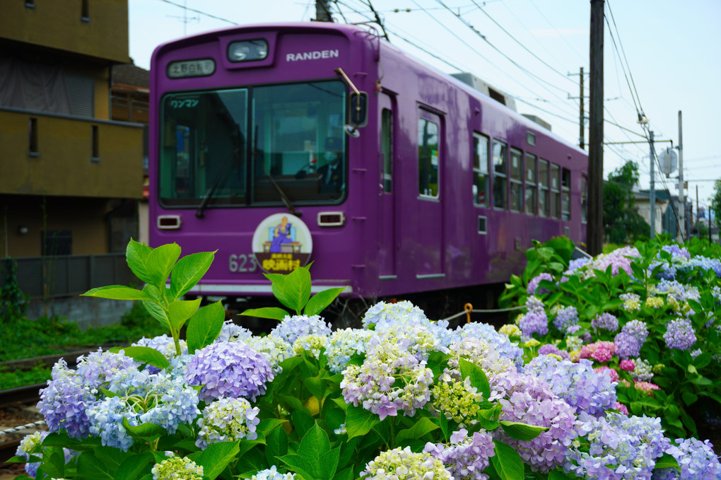 京都の江ノ電号と紫陽花