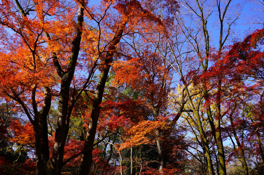 糺の森　京都のラスト紅葉