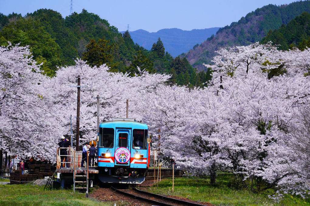 その駅は桜の中にありました