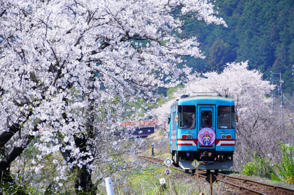 その駅は桜の中にありました