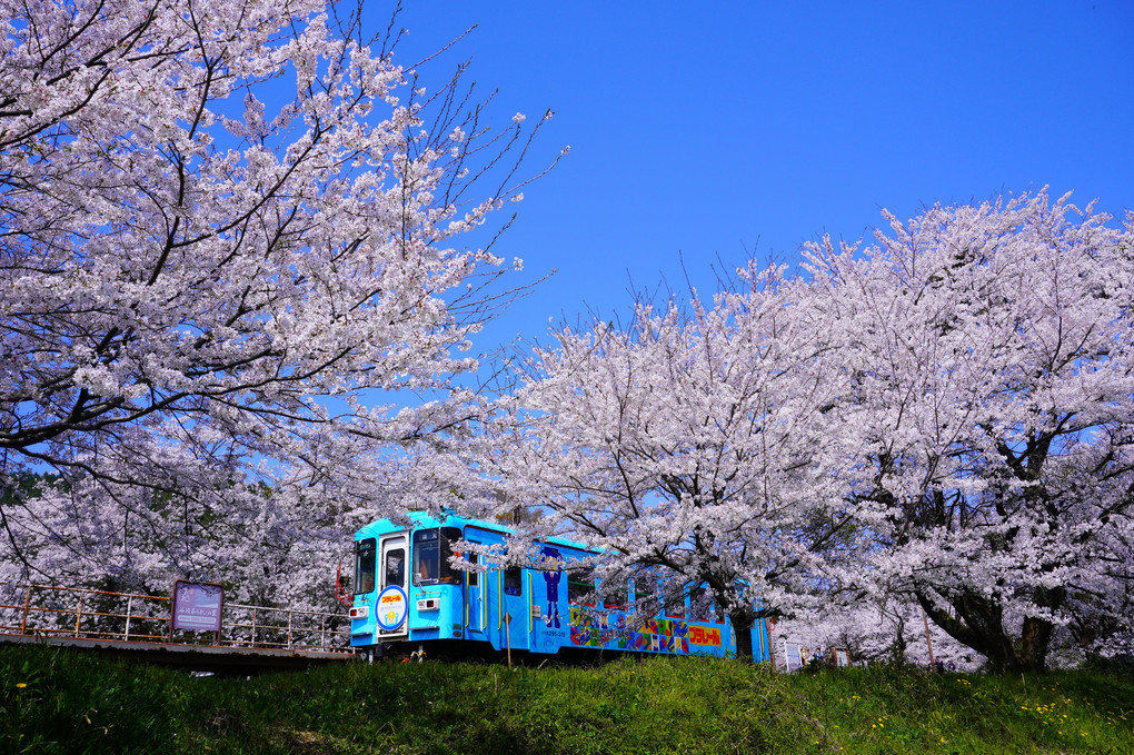 その駅は桜の中にありました