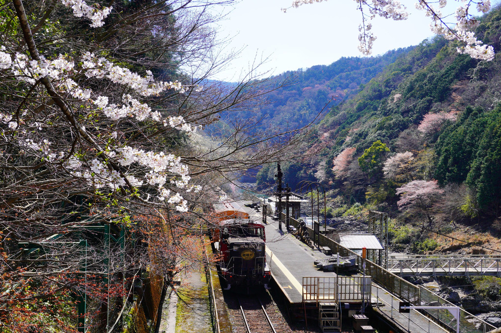 春の保津峡トロッコ