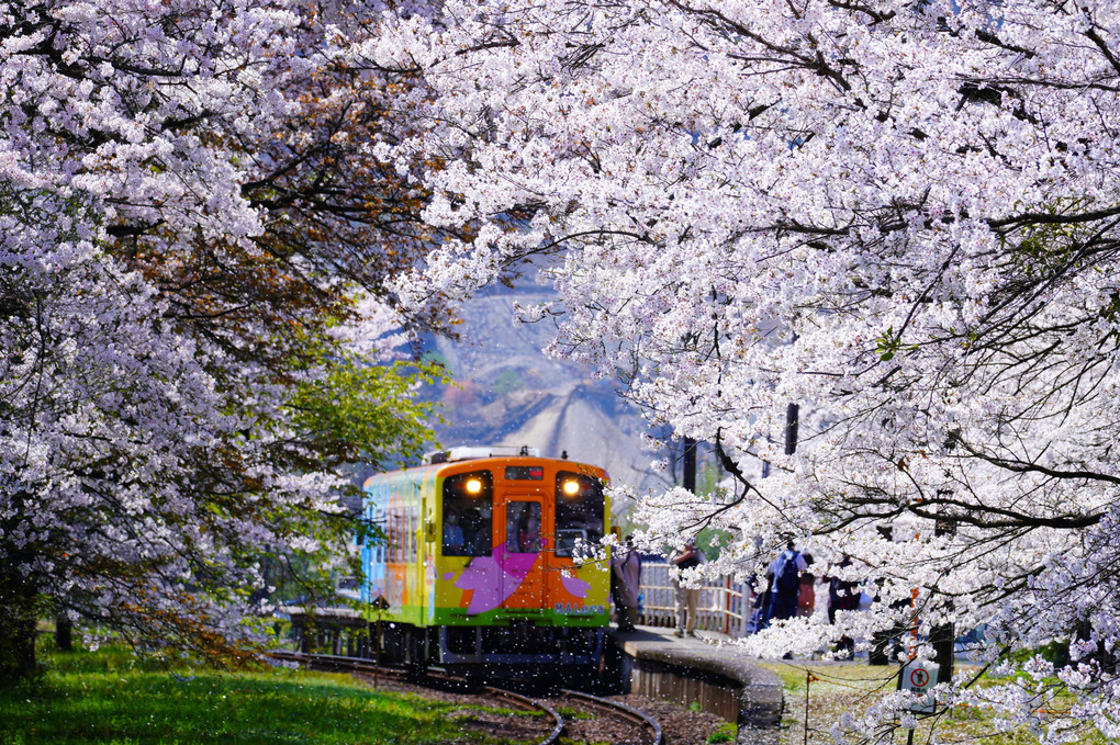 樽見鉄道　桜の想い出