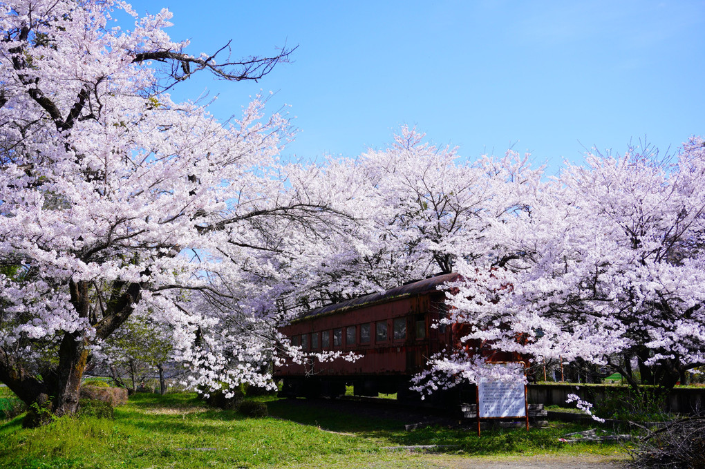 樽見鉄道　桜の想い出