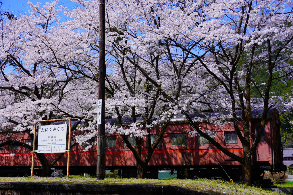 樽見鉄道　桜の想い出