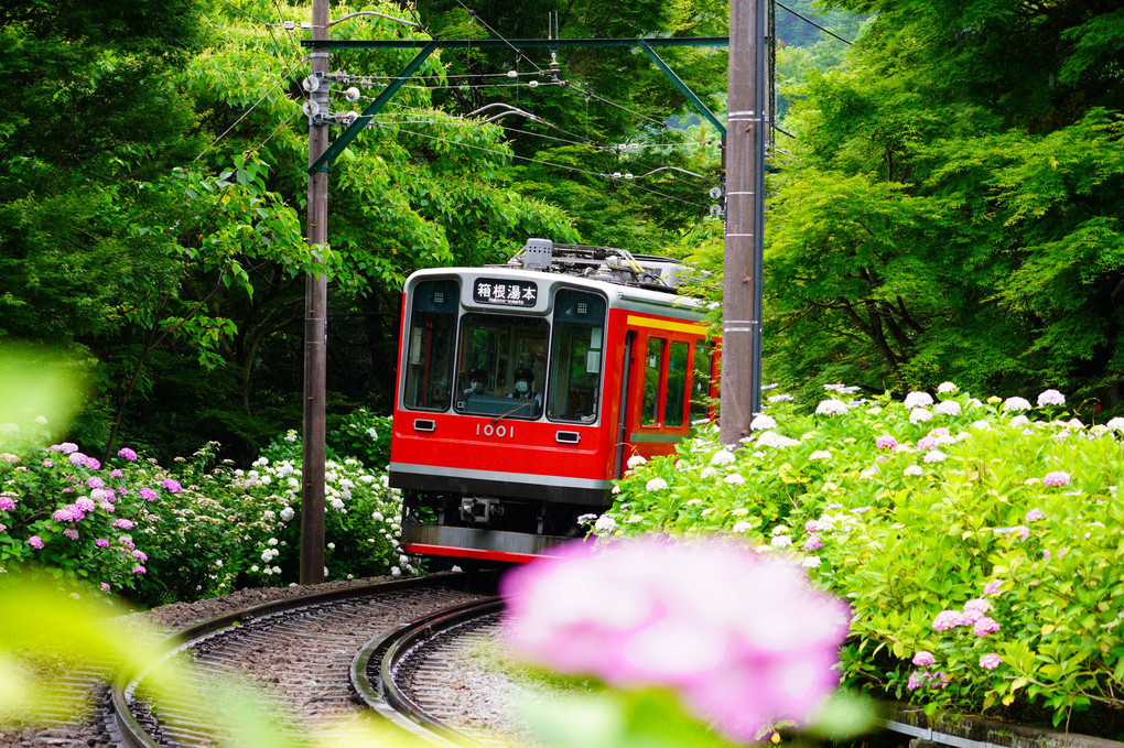 紫陽花の季節　箱根登山電車