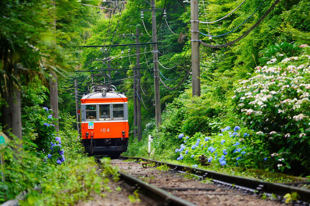 紫陽花の季節　箱根登山電車