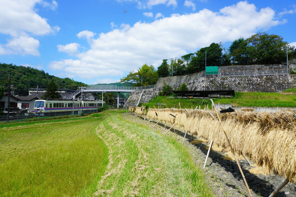 叡山電鉄　収穫の季節