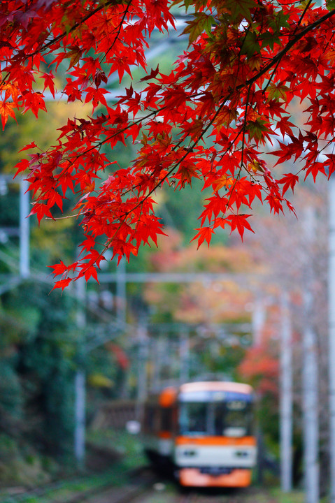 叡山電鉄の季節が始まりました🍁