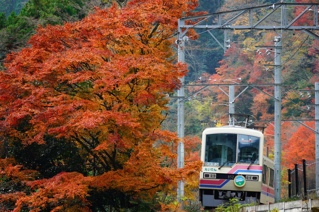 叡山電車で紅葉狩り