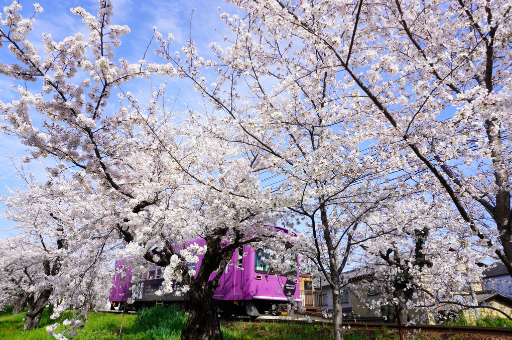 嵐電　桜のトンネル