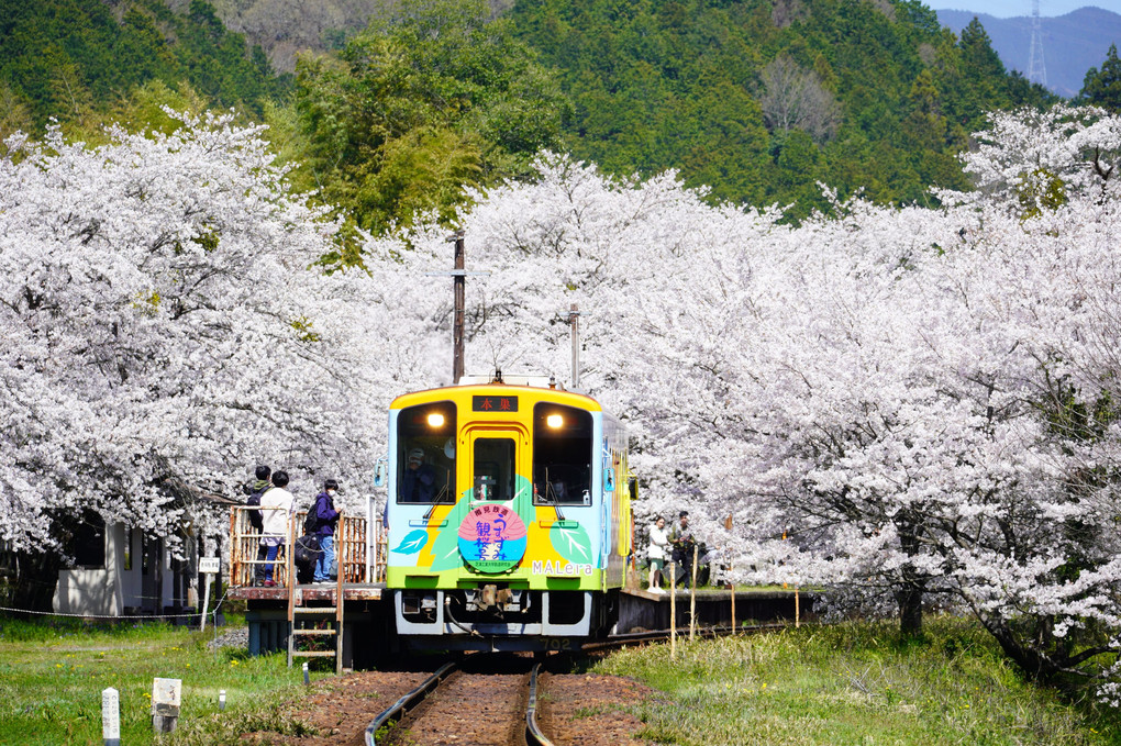 その駅は桜の中にありました　2023