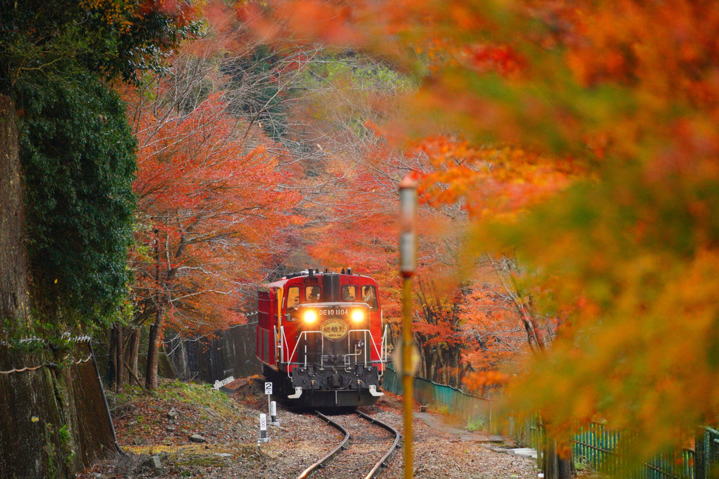 紅葉の嵯峨野トロッコ