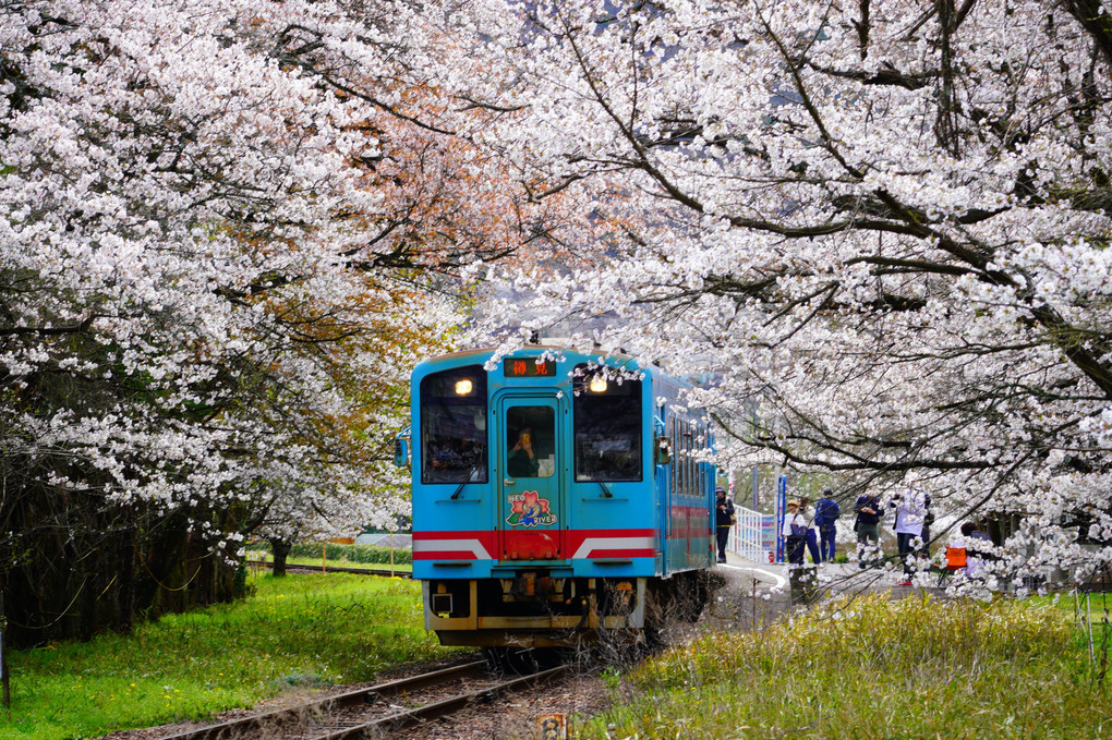 その駅は桜の中にありました　2024