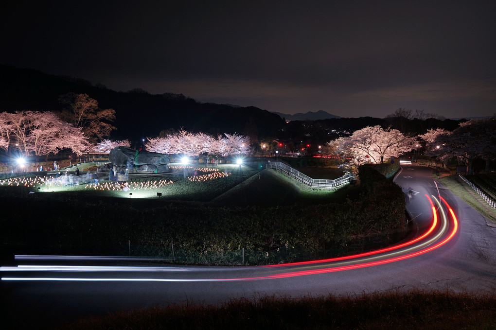 明日香村石舞台古墳夜桜ライトアップand光のメッセージ
