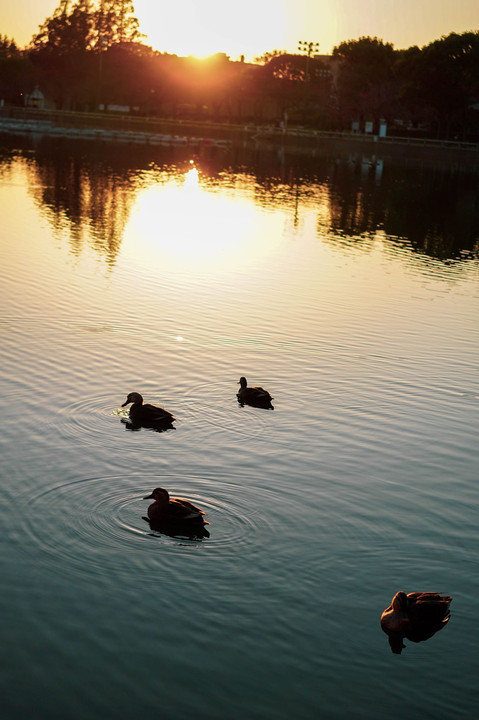夕暮れの池