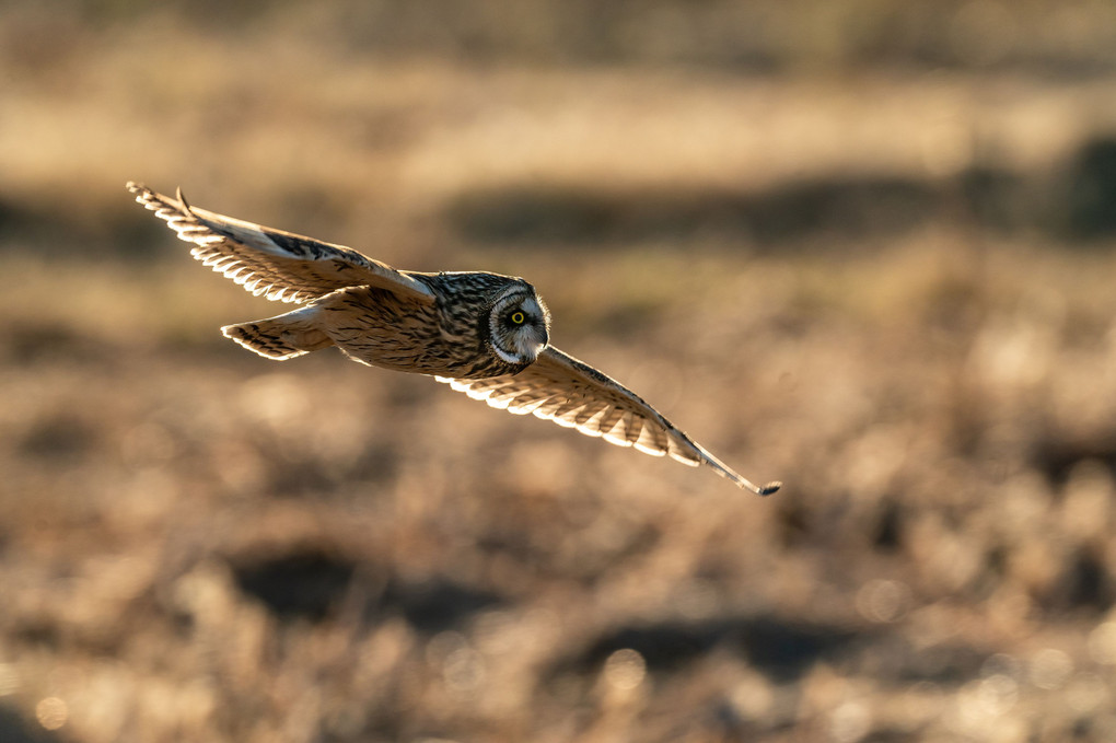 コミミズク出たー