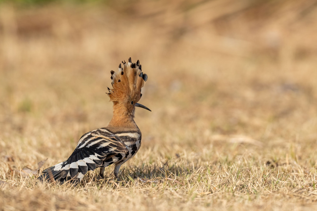 怪鳥ヤツガシラ現る