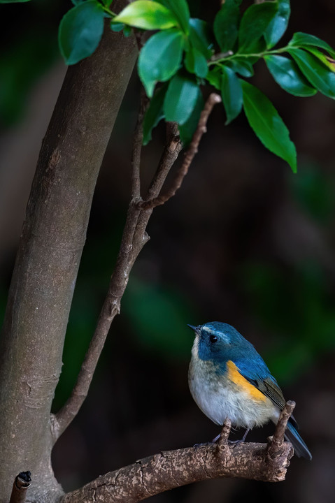 幸せの青い鳥