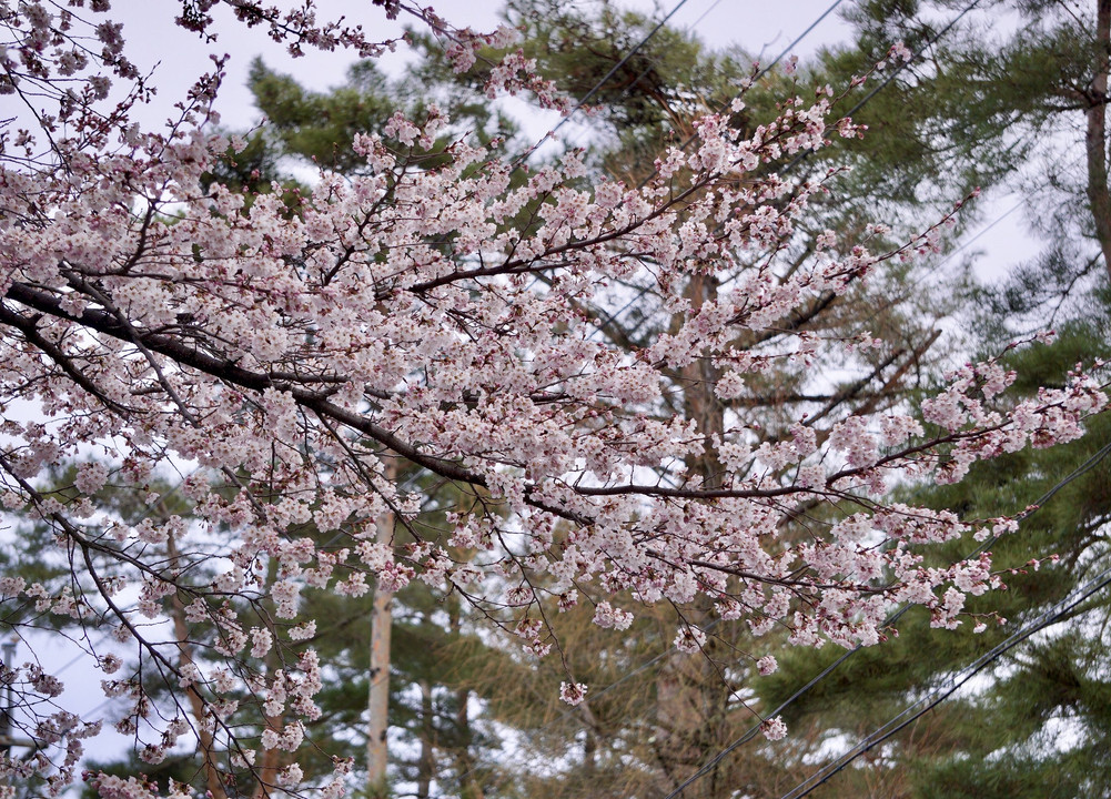 桜開花と合わせて