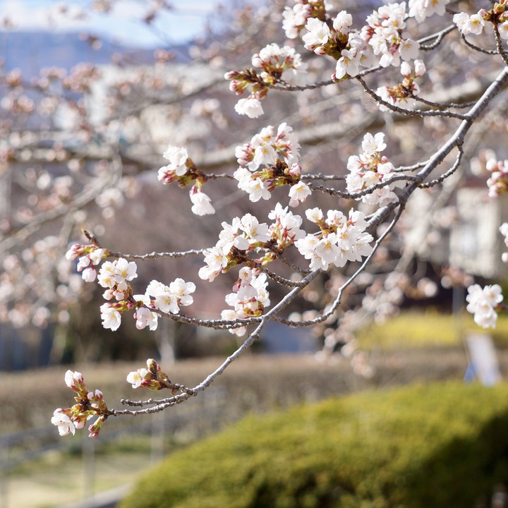 桜と風景