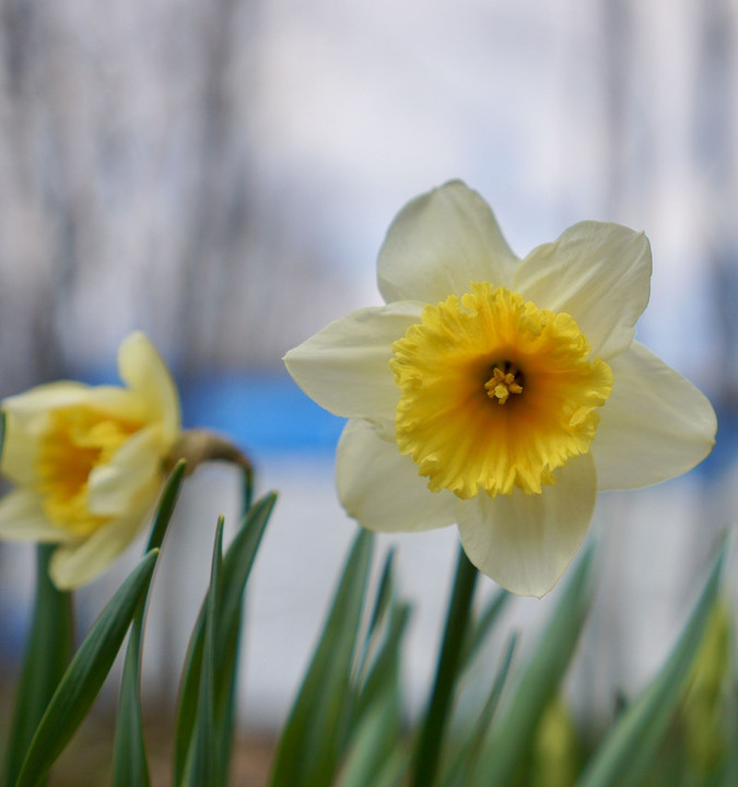 Daffodils in my garden.