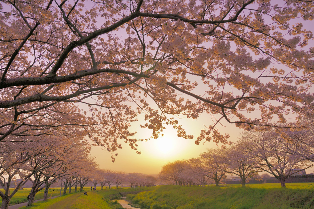 夕映えの桜並木