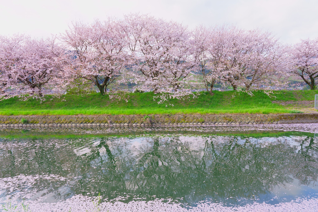 桜並木と花筏