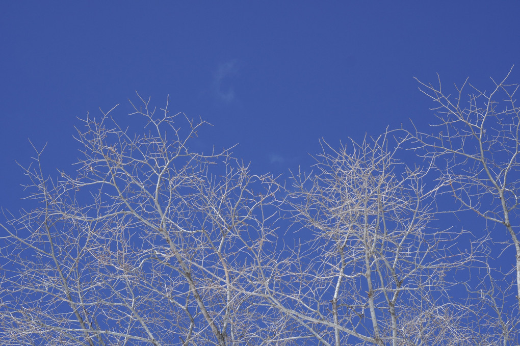 blue sky 01