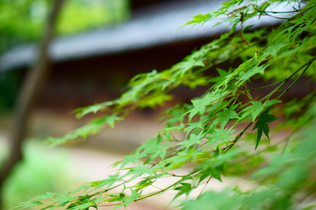 向日神社 緑映える