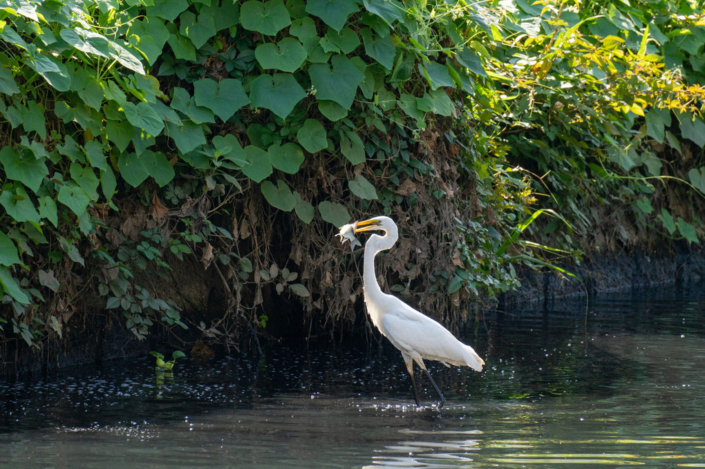 水辺の鳥たち