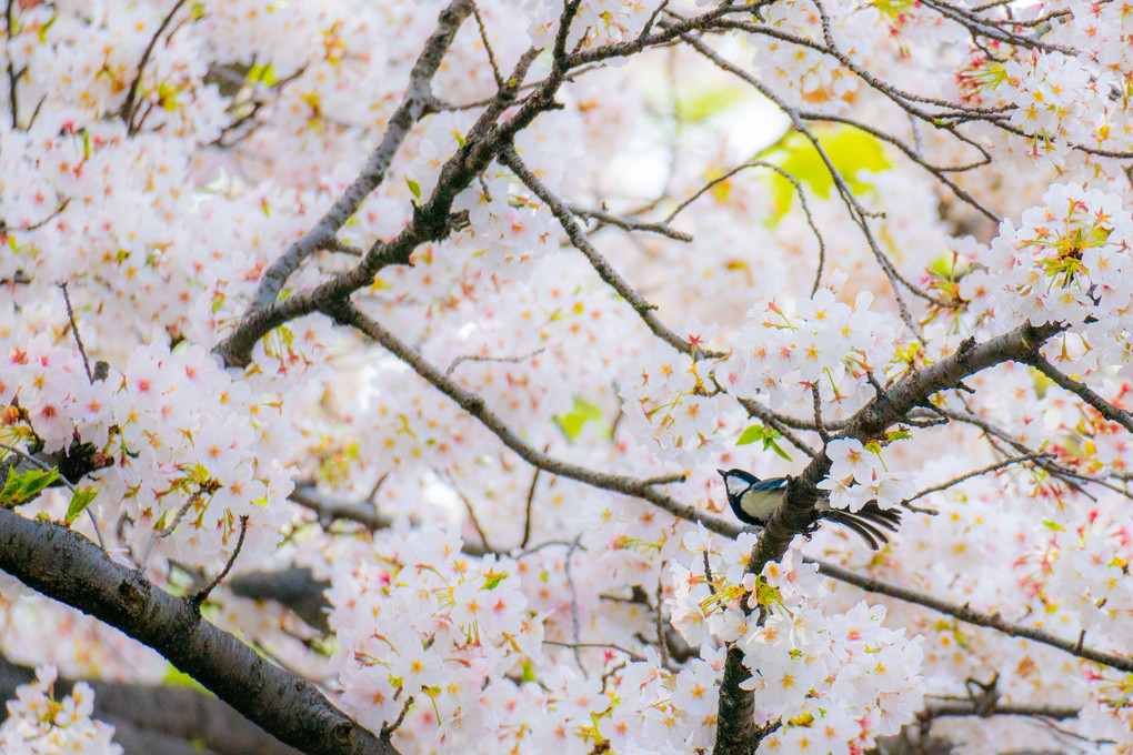 桜、#シジュウカラ#