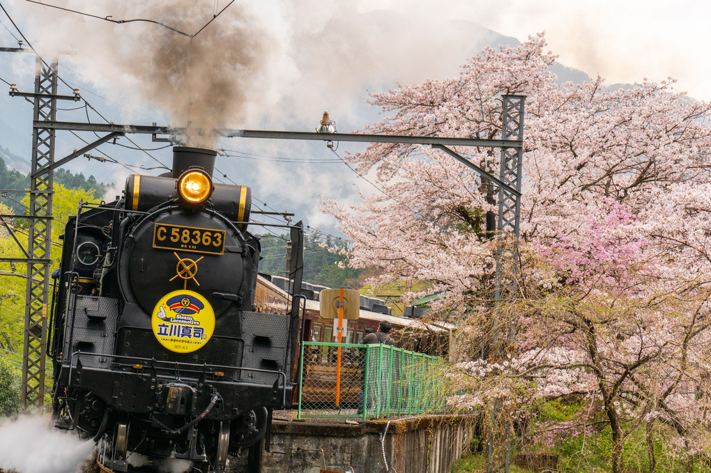 桜と秩父鉄道SL