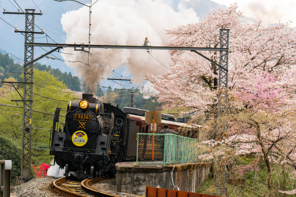 桜と秩父鉄道SL