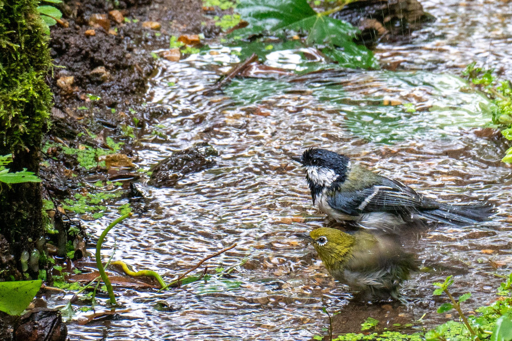 仲良く水浴び　#シジュウカラ　#メジロ