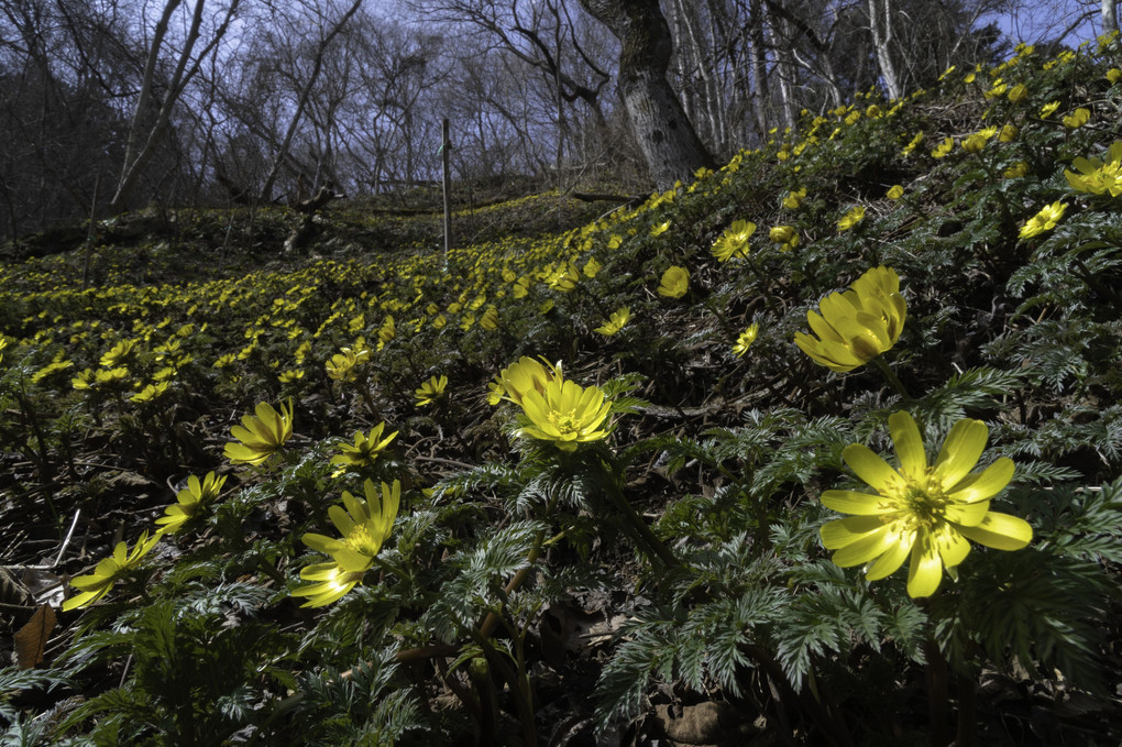 陽に向かって、福寿草