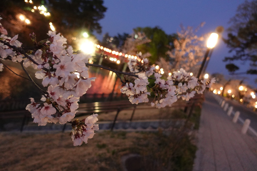 岡崎城 桜 ライトアップ①