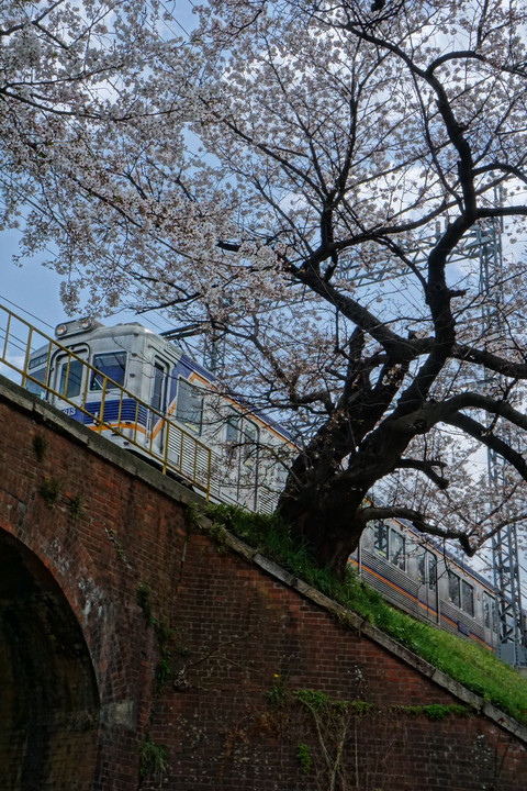 桜と高野線