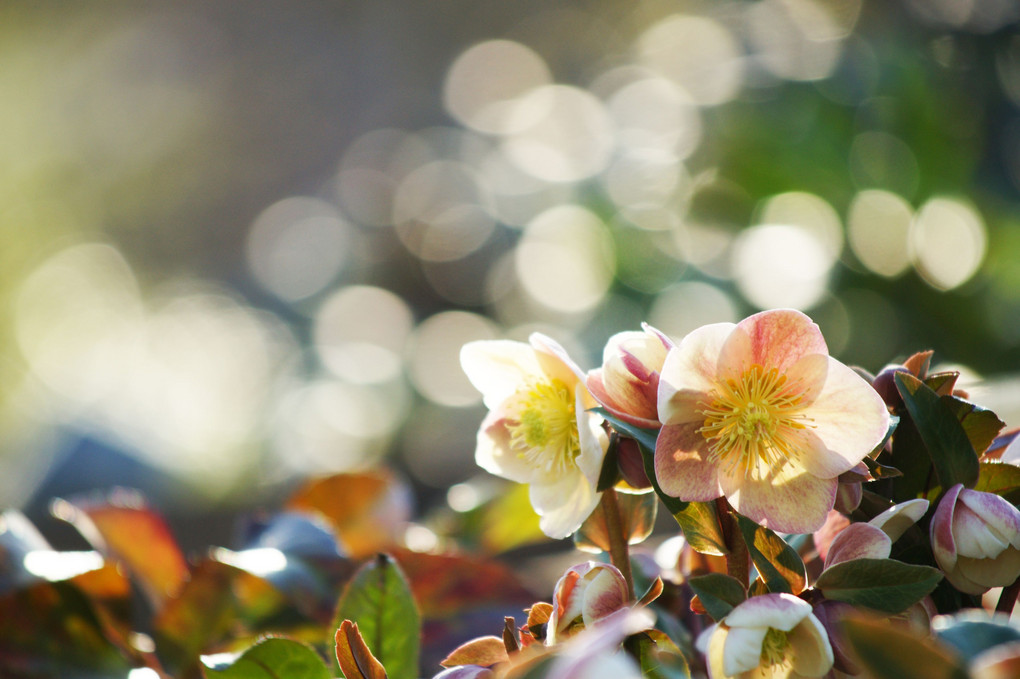 花言葉は 追憶 Barbieさん Acafe Aの写真投稿サイト ソニー 花言葉は 追憶 Barbieさん Acafe Aの写真投稿サイト ソニー