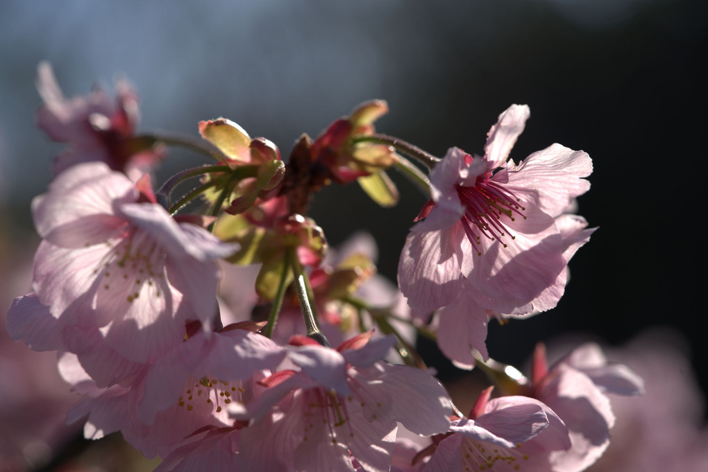 透け桜