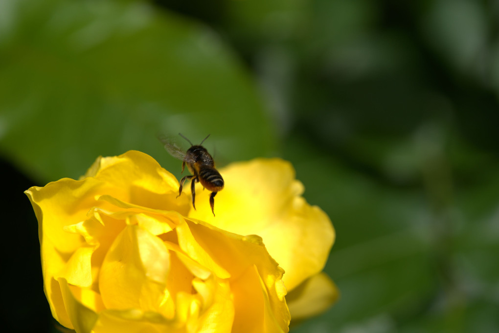 華燭の宴