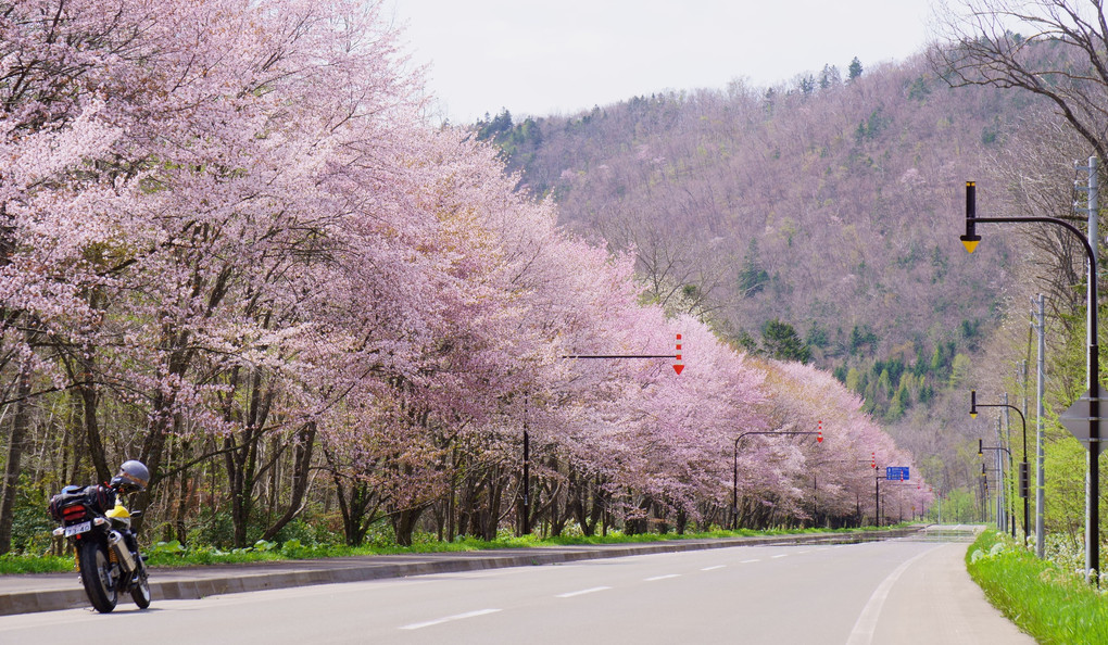 Japanese cherry blossom '20