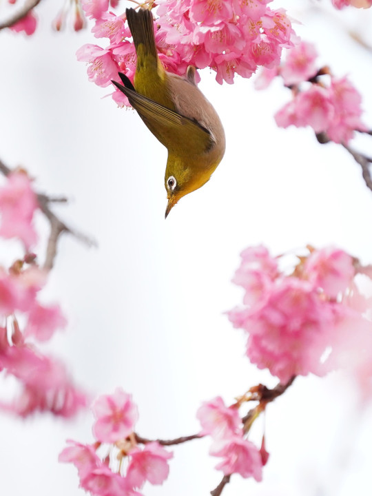 サクジロー桜のリース