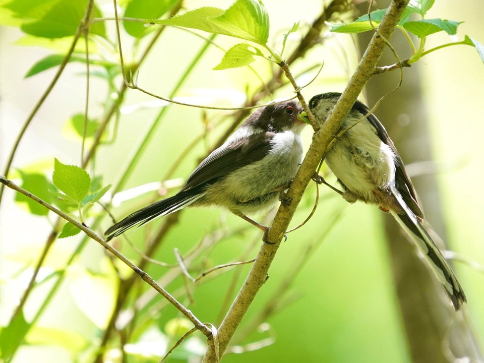 頑張れエナガ親鳥