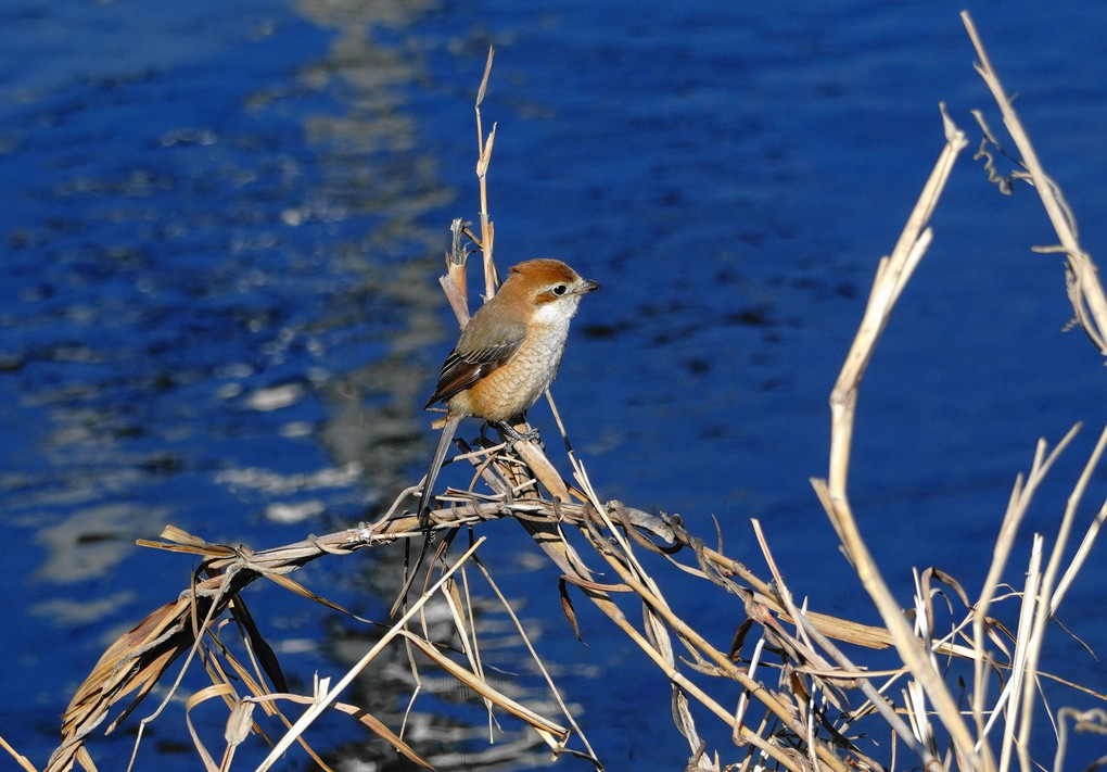 百舌鳥だがや〜!